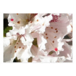 Rosa Rhododendron-Blumen-Blumenblatt-Nahaufnahme 3 Visitenkarten Vorlagen