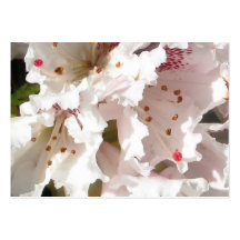 Rosa Rhododendron-Blumen-Blumenblatt-Nahaufnahme 3 Visitenkarten Vorlagen