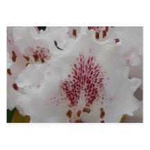 Rosa Rhododendron-Blumen-Blumenblatt-Nahaufnahme 4 Visitenkarten Vorlagen