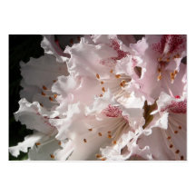 Rosa Rhododendron-Blumen-Blumenblatt-Nahaufnahme Visitenkarte