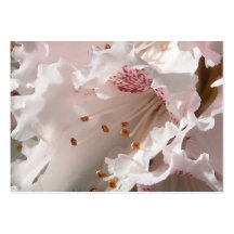 Rosa Rhododendron-Blumen-Blumenblatt-Supernahaufna Visitenkartenvorlage