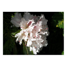 Rosa Rhododendron-Blumen-demgegenüber Schwarzes Visitenkarten Vorlagen