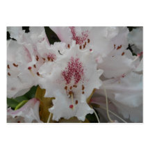 Rosa Rhododendron-Blumen-Nahaufnahme 2 Visitenkartenvorlage