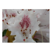 Rosa Rhododendron-Blumen-Nahaufnahme 3 Visitenkartenvorlage