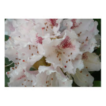 Rosa Rhododendron-Blumen-Nahaufnahme 4 Visitenkartenvorlagen