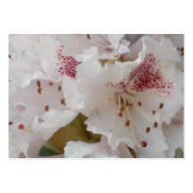 Rosa Rhododendron-Blumen-Nahaufnahme 5 Visitenkartenvorlage