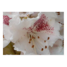 Rosa Rhododendron-Blumen-Nahaufnahme 6 Visitenkartenvorlagen