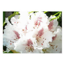 Rosa Rhododendron-Blumen-Nahaufnahme in der Zeder Visitenkartenvorlagen