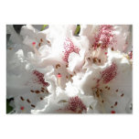 Rosa Rhododendron-Blumen-Nahaufnahme Visitenkarten Vorlage