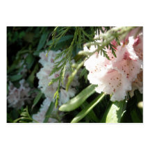 Rosa Rhododendron-Blumen und Zeder Visitenkarte