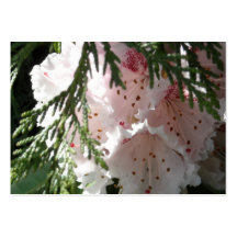 Rosa Rhododendron und Zeder Visitenkarten Vorlage