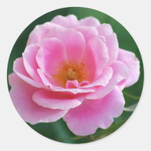Rosa Rose in der vollen Blüte und in der Bedeutung Runder Sticker