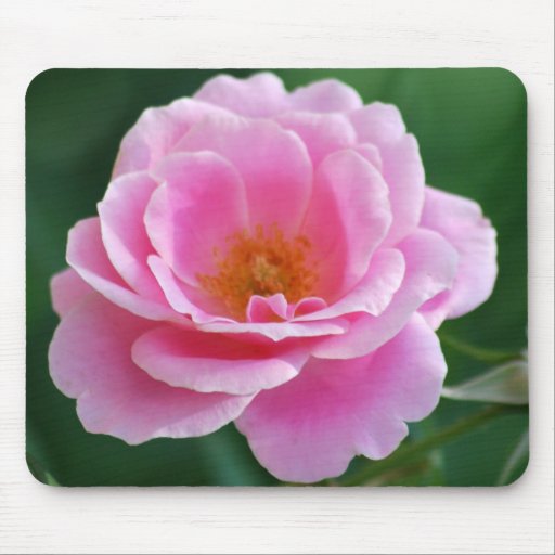 Rosa Rose in der vollen Blüte und in der Bedeutung Mauspads