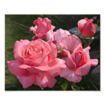 Rosa Rose "spezieller Jahrestag " Fotografischer Druck