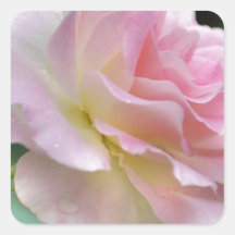 Rosa Rose und Bedeutung Aufkleber