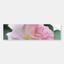 Rosa Rose und Bedeutung Autoaufkleber