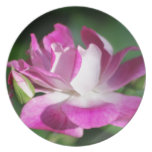 Rosa Rose und seine Bedeutung Flacher Teller