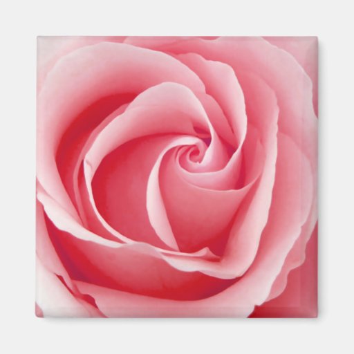 Rosa Rosen-Magnet - Quadrat Kühlschrankmagnete