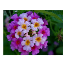 Rosa Schmetterlings-Unkraut-Blumen Postkarte