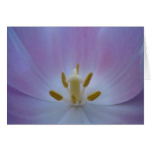 Rosa Tulpe Karte