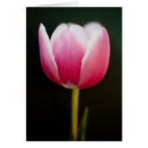 Rosa Tulpe Karte