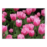 Rosa Tulpen der Frühlings-Blumen Karten