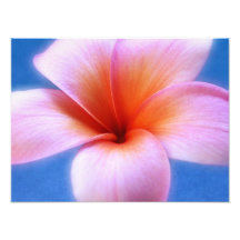 Rosa u. blaue Plumeriafrangipani-Hawaii-Blume Kunstfoto