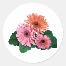 Rosa und orange Gerbera-Gänseblümchen Runder Aufkleber