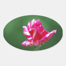 Rosa- und weißegestreifte Rose Ovale Aufkleber