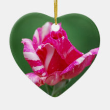 Rosa- und weißegestreifte Rose Weinachtsornamente