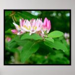 Rosa und weißer Blume Druck Plakate