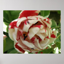 Rosa und weißer Tulpe-Druck Plakat