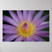 Rosa Wasser-Lilie Posterdruck