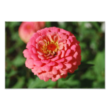 Rosa Zinniadruck Kunstfotos