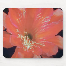 Rosarote Blumen des Säulenkaktus (Hylocereus spp.) Mousepads