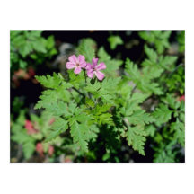 Rosarote Blumen Robins (Pelargonie Robertianum) Postkarte