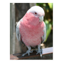 Rose Breasted Cockatoo-Fotografieentwurf Postkarten