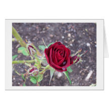 Rose Grußkarte
