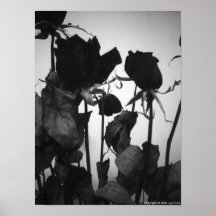 Rose [keine Grenze] Poster