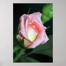 Rose nach Regen auf Leinwand Posterdruck