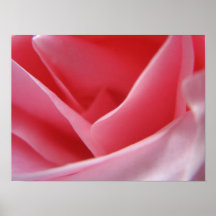 Rose Plakatdruck