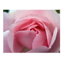 Rose:: Postkarte
