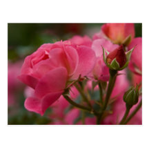Rose:: Postkarte