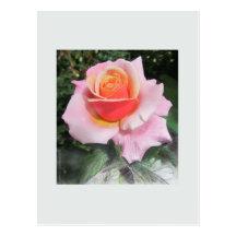 Rose Postkarte