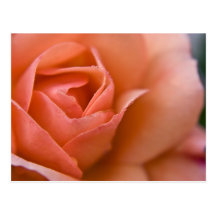 Rose:: Postkarte