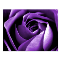 Rose Postkarten