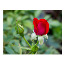 Rose Postkarten