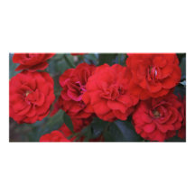 Rosen-Blüten - Blumenphotographie Photo Karten Vorlage