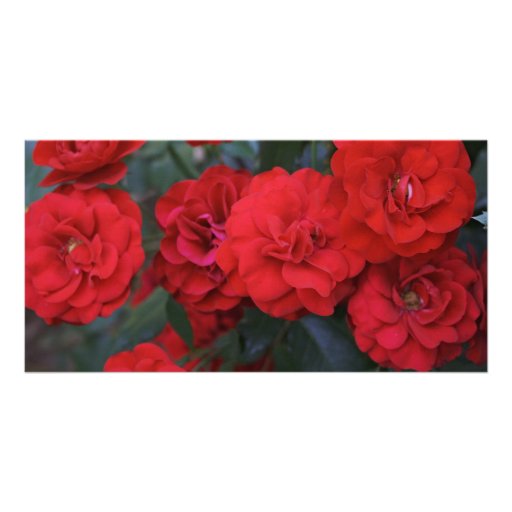 Rosen-Blüten - Blumenphotographie Photo Karten Vorlage