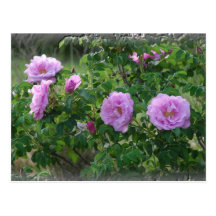 Rosen-Garten Postkarte